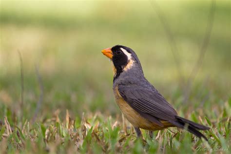 Pepitero De Collar Saltator Aurantiirostris Ecoregistros