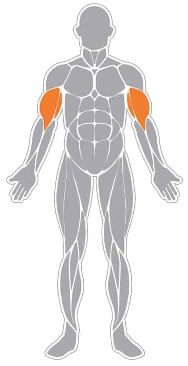 Strict Curl Richtige Ausf Hrung Verwendete Muskeln