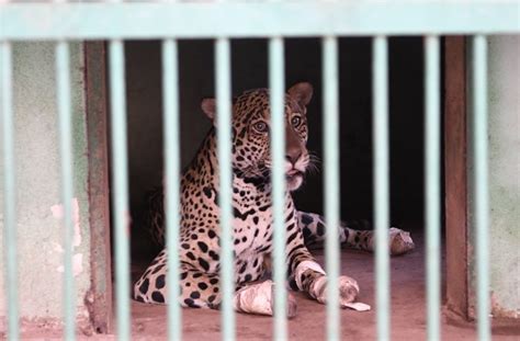 Onça pintada é resgatada as patas queimadas no Pantanal de MS JD1