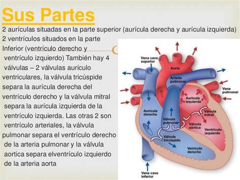 El Corazon Y sus Funciones