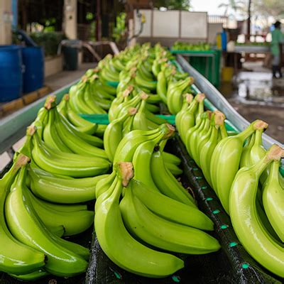 Gremios De Productores De Banano De Latinoam Rica Y El Caribe Buscan