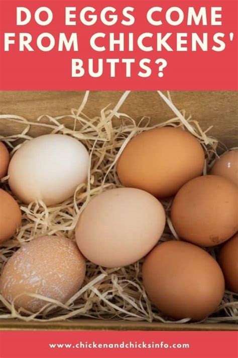 Do Eggs Come From Chickens Bums Video Included Chicken And Chicks Info