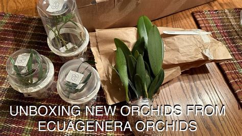 ECUAGENERA ORCHIDS UNBOXING YouTube