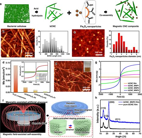 Magnetic Assisted Co Assembly Of Cellulose Nanocrystals And Magnetic