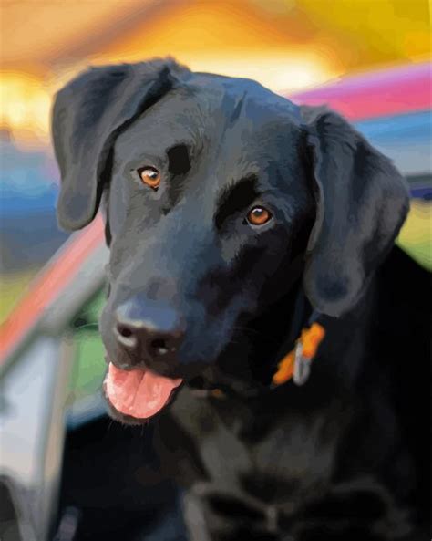 Black Labrador Retriever Paint By Numbers Numeral Paint Kit