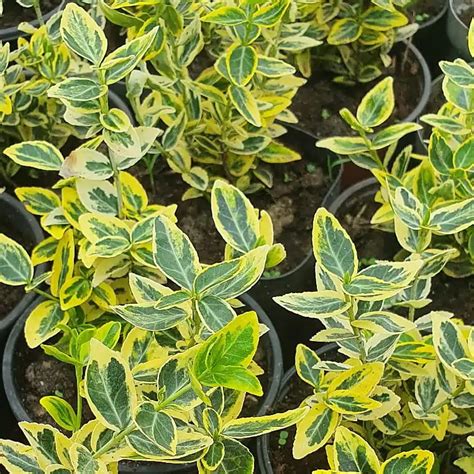 Trzmielina Fortunea Euonymus Fortunei Emerald N Gold Wymagania