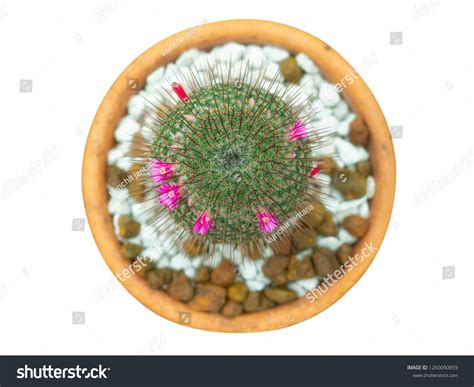 Mammillaria Nivosa Cactus Plants Isolated On Stock Photo 1260090859