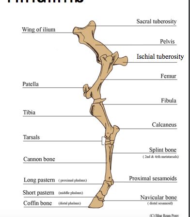 Radiology Equine Hindlimb Flashcards Quizlet