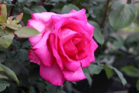 Kostenloser Versand - Rose Parole®: Lubera.at