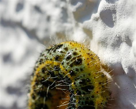 Insect Caterpillar Entomology - Free photo on Pixabay - Pixabay