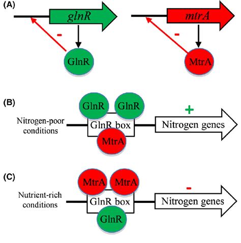 Model For Regulation Of Nitrogen Metabolism Genes By MtrA And GlnR A