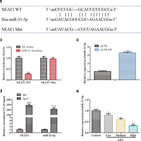 Neat1 Is Increased In Lps Induced Sepsis Neat1 Expression In