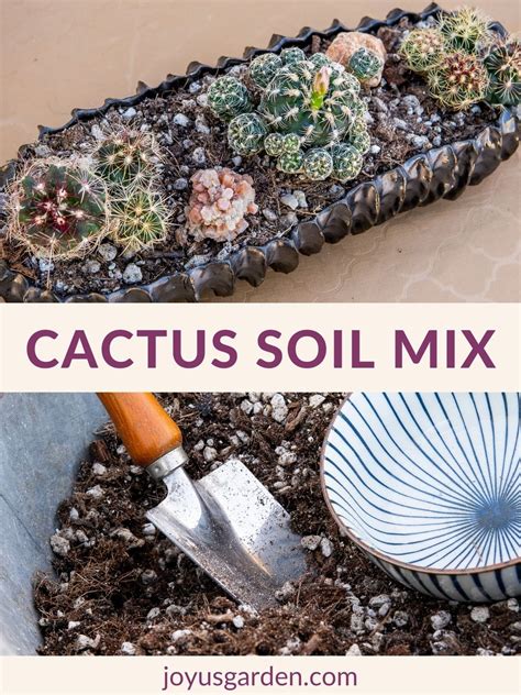 Cactus Soil Mix How To Make Your Own 2025 Guide