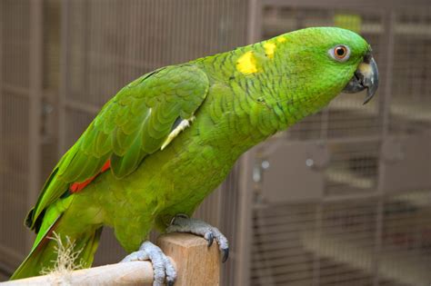 Yellow Naped Amazon Facts Care As Pets Pictures