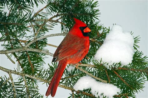 Cardinals in Snow Wallpaper - WallpaperSafari