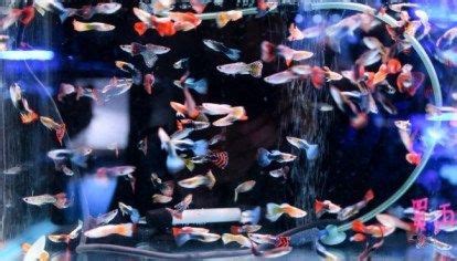 Different Types Of Guppies In The World With Beautiful Pictures