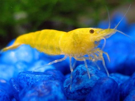 33 вида аквариумных креветок, 40+ фото, содержание, совместимость