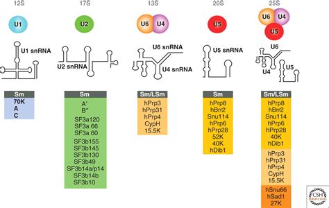 Spliceosome Structure and Function