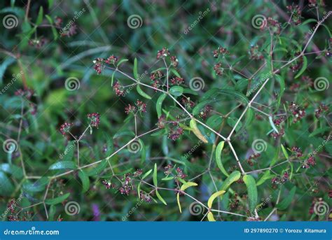 Euphorbia Nutans ( Euphorbia Maculata ) Flowers. Euphorbiaceae Annual Poisonous Plant Stock ...