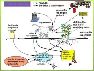 Ciclo Del Potasio Ppt