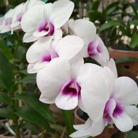 Jual Anggrek Dendrobium Dendrobium Orchid Tanaman Hias Bunga