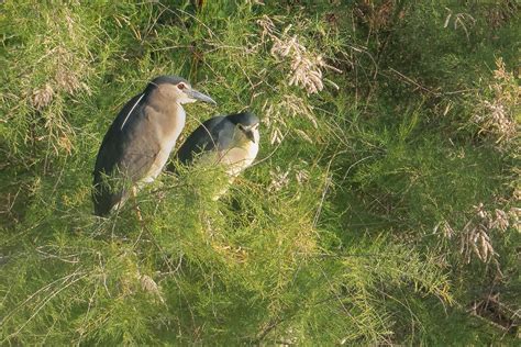 Martinet De Nit Comu Martinete Comun Black Crowned Nig Flickr