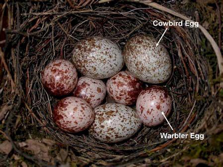 Brown-Headed Cowbird | Coniferous Forest