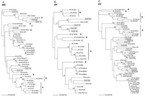 Phylogenetic Relationships Inferred By Maximum Likelihood Of The