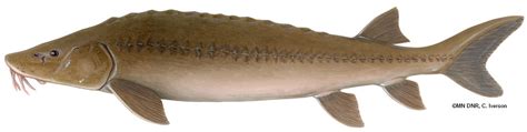 Giant Lake Sturgeon