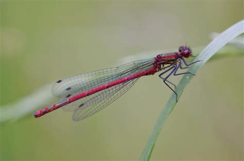 Coenagrionidae Dutch Dragonflies