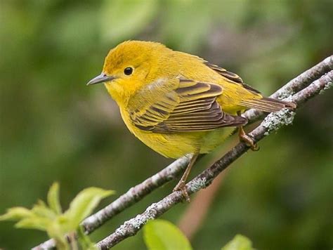 Johanna Yellow Warbler Identification, All About Birds, Cornell Lab of Ornithology | Mammals ...