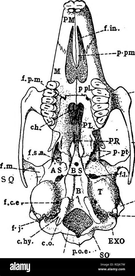 Anatomie Pratique Du Lapin Un Manuel De Laboratoire L Mentaire