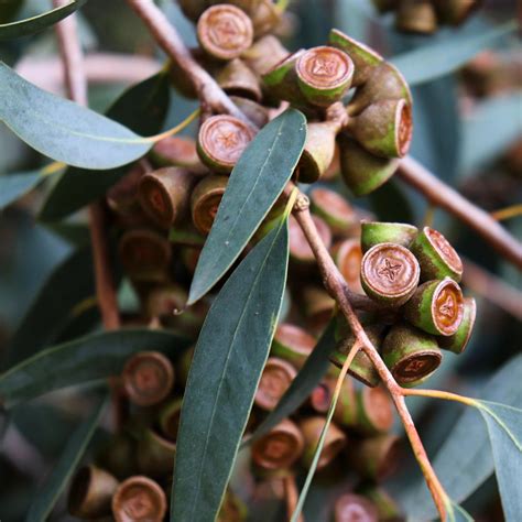 Eucalyptus Globulus Gommier Bleu Grand Arbre Persistant Pour Climat Doux