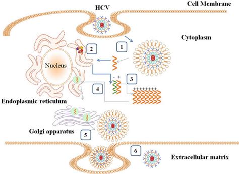 Schematic Representation Of Hcv Life Cycle 1 Hcv E1 And E2 Bind To Download Scientific