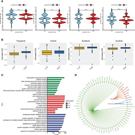 Frontiers Comprehensive Investigation Into Cuproptosis In The