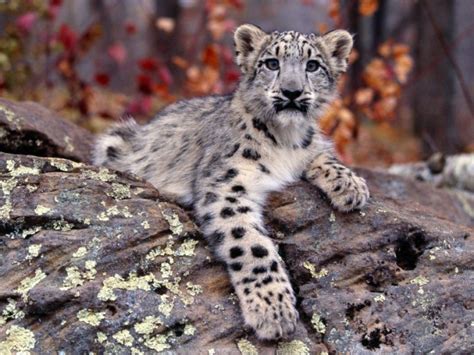 WWF-Russia proved snow leopard migration long distances across the ...