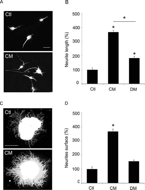 Medium Conditioned By Oecs Induces Neurite Outgrowth In Cortical