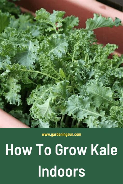 How To Grow Kale Indoors Gardening Sun