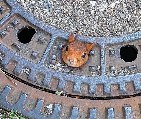 Ein Eichhörnchen musste in Dortmund von der Feuerwehr gerettet werden