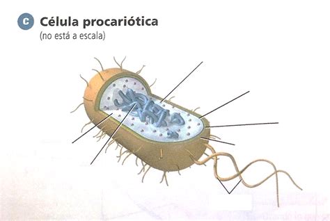 Juegos De Ciencias Juego De Partes De La Célula Procariótica Cerebriti