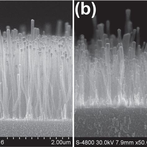 Cross Sectional Sem Images Of Cnts Grown On Graphene Using Fe Catalyst