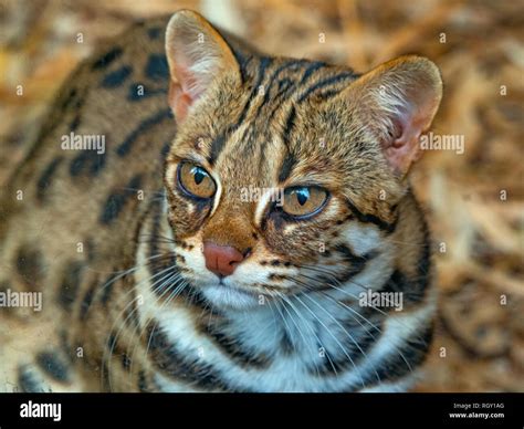 Asian leopard cat Prionailurus bengalensis Stock Photo - Alamy