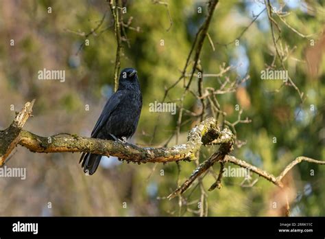 The raven crow (Corvus corone) is a species of bird in the corvid family (Corvidae), Sonthofen ...