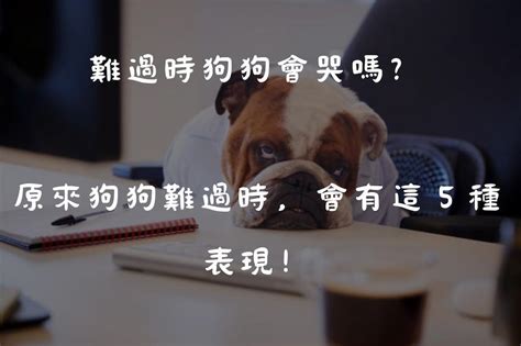 傷心時狗狗難過的表現有哪些？你家毛小孩的情緒，你都知道嗎？