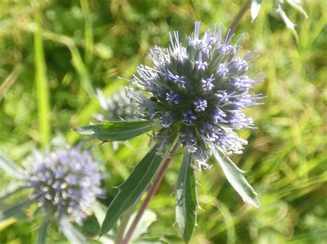 Flachbl Ttriger Mannstreu Eryngium Planum Flachblatt Man Flickr