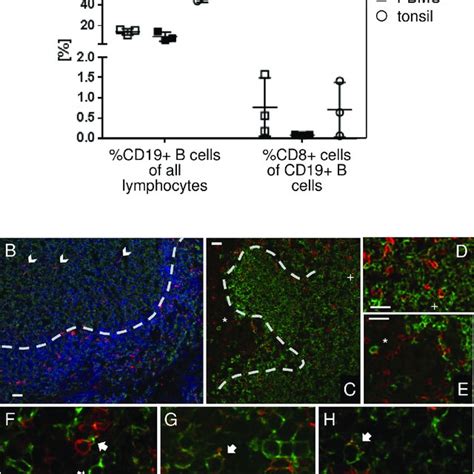 Cd8 Positive B Cells In Human Tonsil A Subsets Were Enumerated From Download Scientific