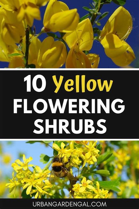 Names Of Yellow Spring Shrubs