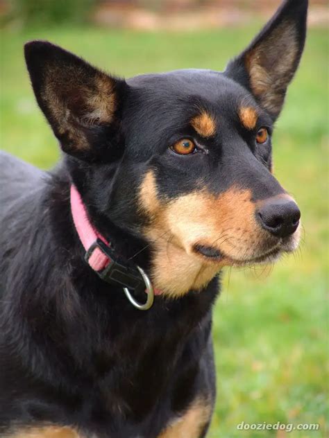 Australian-Kelpie.jpg