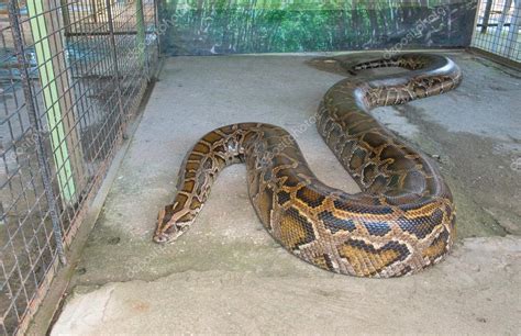 Reticulated Python Full Grown