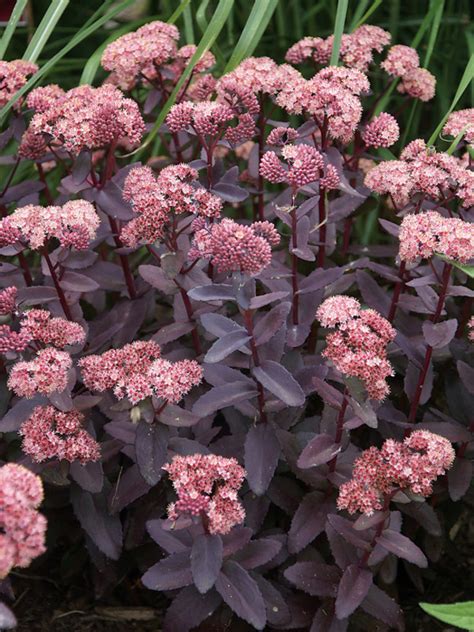 Sedum Purple Emperor